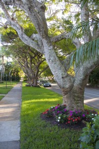 <img src="banyantreesoldenaplesflorida.jpeg" alt="banyan trees olde naples"